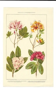 Colorful Vintage Azaleas & Rhododendrons original page by Julius Bien & Co. 1902 - Picture 1 of 1