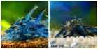 (COMBO) 10+1 Blue Dream & 10+1 Blue Rili Freshwater Neocaridina Aquarium Shrimp
