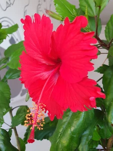 Hibiskus Hibiscus rosa sinensis - Psyche - Bild 1 von 7