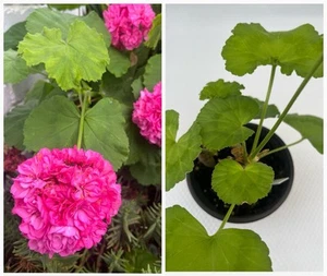 Geranium pelargonium Lara Harmony Pink X 1 Pot Plant 7cm - Garden plant - Picture 1 of 13