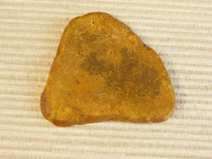 Tempskya Tree Fern Fossil  Slab for making Cabochons - Picture 1 of 7