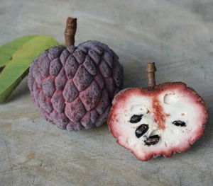Annona squamosa ""Púrpura"" - Manzana de azúcar púrpura - 20 semillas, frescas, orgánicas - Imagen 1 de 1