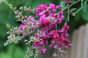 Lespedeza Bicolor 50 Seeds Hardy Bush Clover Shrub Garden Landscape Flowers - Picture 1 of 4