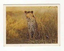 Sanitarium Australia - African Safari #13 - Leopard. The River Nile