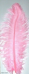 Straußenfedern Bonbonrosa 17-18 Zoll Länge 7-8 Zoll breit Preis gilt pro Feder - Bild 1 von 1