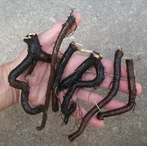 Heirloom Comfrey, 6 Medium Root Cuttings from Indiana Homestead, Grown "Organic" - Picture 1 of 3
