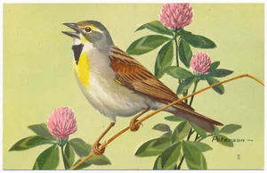 Dickcissel - Peterson Birds - Federación Nacional de Vida Silvestre 1957 - Imagen 1 de 2