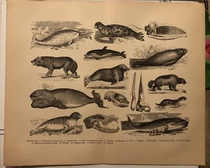 Whales Seals Otters More Engraving Print From 1800s E9 - Picture 1 of 2