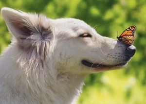"You brightened my day... thanks" AVANTI THANK YOU T.O.Y. CARD Dog w Butterfly - Picture 1 of 2