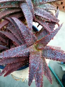 Aloe Hybrid cv Inflamed - Tim Harvey hybrid, Rooted Cutting - Picture 1 of 6