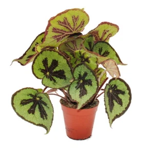Blatt-Begonie - Begonia masoniana Mountain - braune Blätter mit Zeichnung- 15cm - Bild 1 von 4