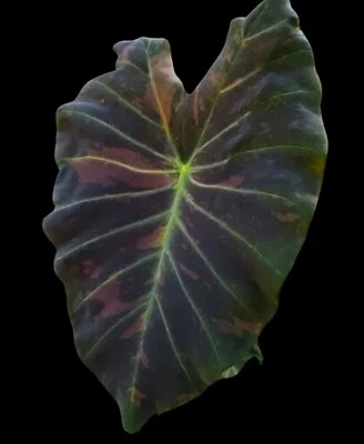 AUTHENTIC Colocasia  Midnight Bright 1 bulbs - Image 1 of 4
