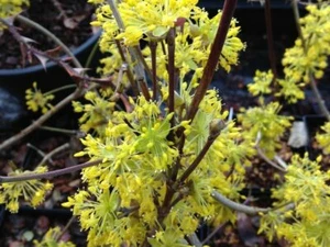 Cornus Officinalis 15 Seeds, Dogwood Cornelian Cherry Shrub Tree Hardy Medicinal - Picture 1 of 5