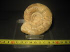 Ammonite Fosil. Procerites. Jurasico. Francia