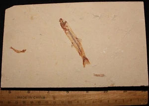 Charitosomus 39 + Brittle Star, Small Fish & Shrimp - Fossils from Lebanon - Picture 1 of 1
