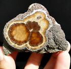 10 Oz. Barite (Baryte) With Marcasite - Only One Find ! Lubin, Poland !!!