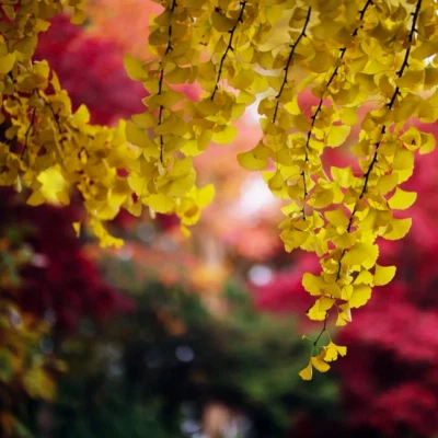 Ginkgo biloba (Maidenhair Tree) 3 to 50 Seeds | RARE Outdoor Garden Bonsai | UK - Image 1 of 4