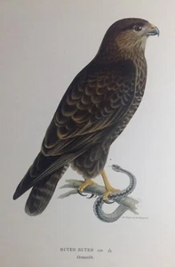 Poiana Bozzago Rapaci Buteo Buteo Cromolitografia 1927 Uccelli Svenska Flagar - Picture 1 of 3