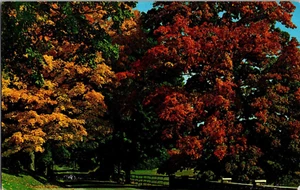 Postal Vermont "Nature's Arch Way of Color" UNP - Imagen 1 de 2