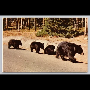 Postal de colección de oso negro y cachorros de Yellowstone oso sin publicar felpa vista panorámica - Imagen 1 de 4