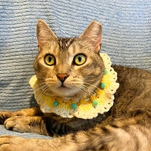 Pet Cat Dog Collar Cute Crochet Decorative Knit Bandana fits 7-to-11-inch neck - Picture 1 of 3