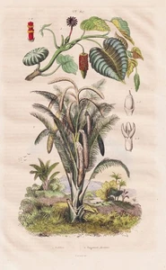 Palmen palm tree Palmenbaum Botanik botany Stahlstich Guerin-Meneville 1835 - Bild 1 von 1