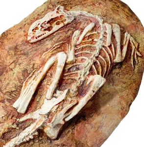 MICRORAPTOR dinosaur skeleton - AS SEEN ON BBC TV - dinosaur fossil replicas - Picture 1 of 2
