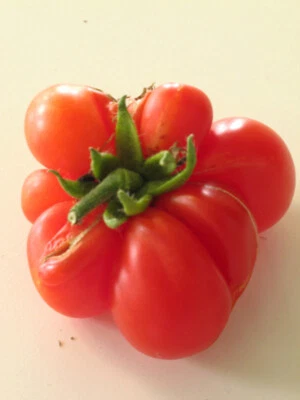 Reisetomate (Solanum lycopersicum)  ca 10 Samen - Bild 1 von 4