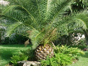 Canary Island Date, Pineapple Palm Tree, Phoenix Canariensis, 1 Plants, 1.5+ Yrs - Picture 1 of 6