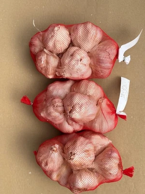 BULBI AGLIO ROSSO O BIANCO DA SEME SPAGNA GIGANTE - Immagine 1 di 2