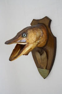 hechtkopf präparation deco angler-trophäe - Bild 1 von 1