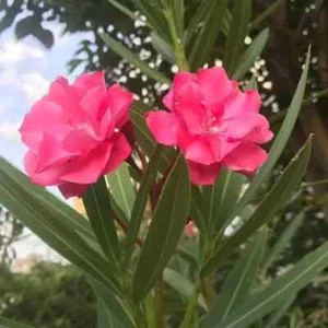 SUPER RARE Oleander 'Nerium' - 5 cuttings for rooting or grafting - Picture 1 of 5