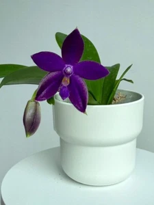 Taiwan duft Orchidee Phalaenopsis YangYang Blue Dragonfly (KLON) - Bild 1 von 3