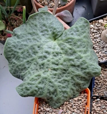 Tylecodon Singularis  - Photo 1/2