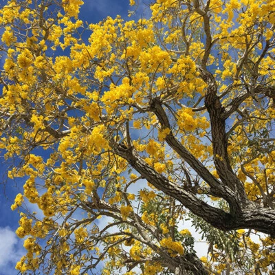 Tabebuia aurea, Yellow Trumpet Tree, Yello Ipe, Tree of Gold