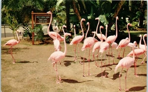 Vintage Postcard San Diego Zoo Flamingos Pink Birds Animal Color Series - Picture 1 of 2