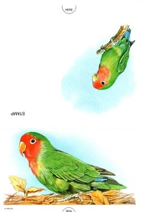 Vintage Green Parrot Parrots Lovebird Lovebirds Blank Postalette - Set of 7 - Picture 1 of 1