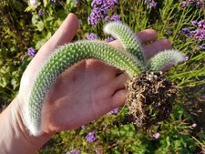Monkey Tail Cactus - C.winteri ssp. colademono WK950
