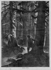 SQUIRREL HUNTING IN THE WOODS, SPORTSMEN, HUNTER SHOOTING AT SQUIRREL WITH RIFLE - Picture 1 of 1