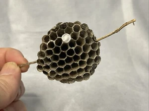 Paper Wasp Nest On Twig W/ Visible Eggs Nature Taxidermy Outdoors Homeschool - Picture 1 of 10