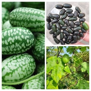MINI GURKENMELONENPAKET MAUSMELONEN SORTIERUNG - 3 Sorten - 15+ Samen V 124 - Bild 1 von 1