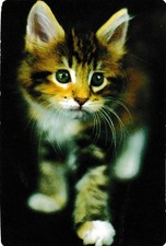 1 Pocket Wallet Calendar 🐱🐈 CAT KITTEN 2017 Ukraine #22 cats kittens pussy tom