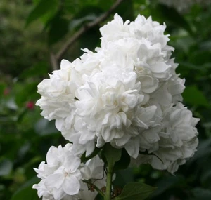 Weißer Flieder Edelflieder Syringa vulgaris 'Mme Lemoine' 60-80 cm im Container - Bild 1 von 5