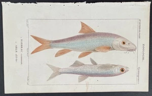 Turpin 1816 Antique hand-colored print: Barbel & bleak, sea life, fish - Picture 1 of 2