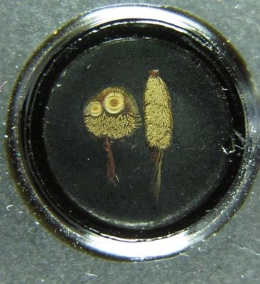 Antique microscope slide by Norman.  "Feet of Dytiscus". - Image 1 of 4