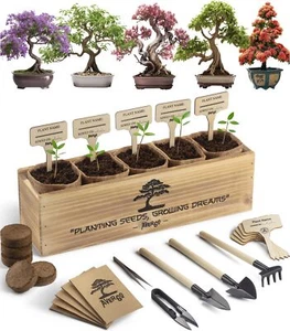 Avergo Bonsai Tree Kit – 5X Unique Japanese Bonzai Trees | Complete Indoor St... - Picture 1 of 7