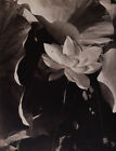1915 Vintage Edward Steichen nature morte lotus art gravure fleur 13x16