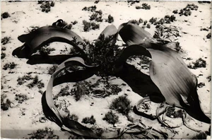 PC CPA ANGOLA / PORTUGAL, WELWITCHIA MIRABILIS, alte Postkarte (b21628) - Bild 1 von 2