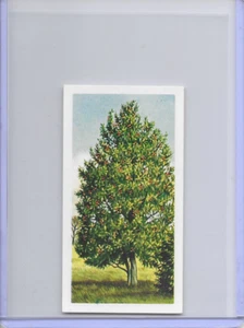 1966 Trees In Britain Holly Aquifoliaceae Brooke Bond Tea Card #17 - Picture 1 of 2