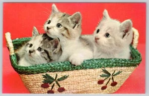 3 LITTLE KITTENS CATS IN A BASKET WONDERLAND GIFT SHOP WINCHESTER VA POSTCARD - Picture 1 of 2